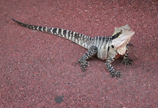 The Australian Water Dragon, Physignathus lesueurii, is an arboreal agamid species native to Eastern Australia from Victoria north to Queensland.
Long powerful limbs built for swimming with a prominent nuchal and vertebral crest.