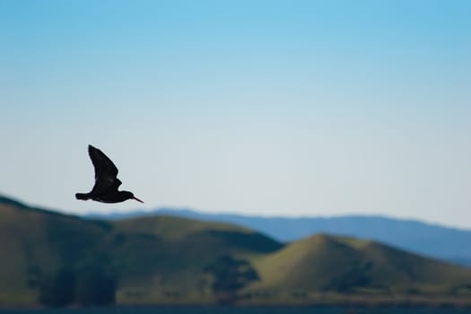 a silhouette of a black gull makes an interesting composition with the shape of the distant hills