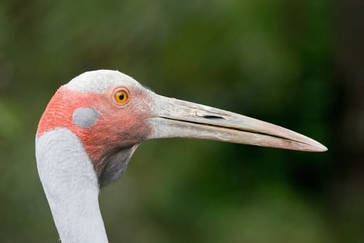 The Brolga is found mostly in the tropical north or in the east of Australia. They love to congregate in fresh water and swampy grasslands, but can survive in marginal brackish and salty wetlands.