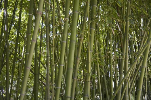 A forest of geen bamboo plants. This plant is used in gardens, as a building material, and as a food source.