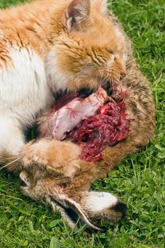 A domestic cat tucks into a meal of a freshly caught rabbit. The cat consumed most of the internal organs first.