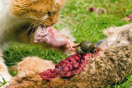 A domestic cat tucks into a meal of a freshly caught rabbit. The cat consumed most of the internal organs first.