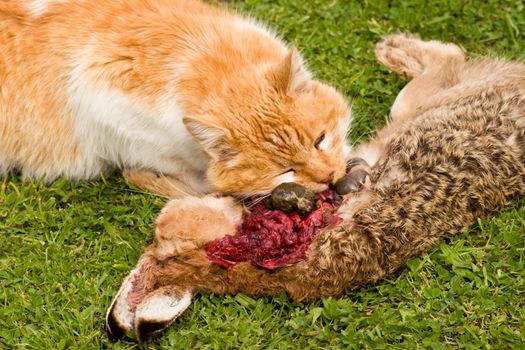 A domestic cat tucks into a meal of a freshly caught rabbit. The cat consumed most of the internal organs first.