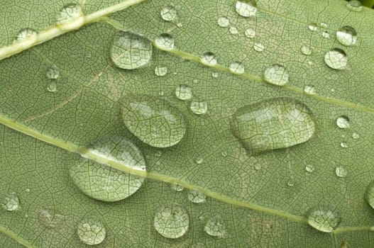 Rain drops on green leaf with vains