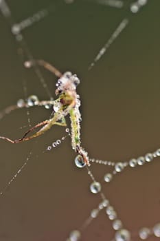 An insect caught in a spiderweb with early morning dew on it.