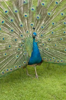 male Indian Peacock showing his feather wheel