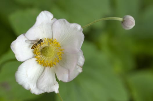 Syrphid bee (hoverfly) on Eglantine (Rosa canina) flower