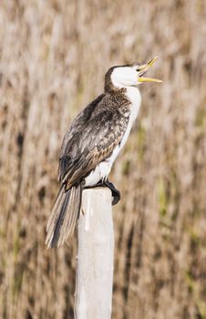 A cormorant sitting on a post. Haumoana Wetlands, Hawke's Bay, New Zealand