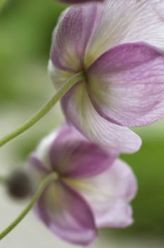 Back of white and pink flowers in full bloom