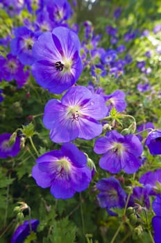 Bush of flowering Geranium maculatum, the Spotted Geranium, Wood Geranium, or Wild Geranium