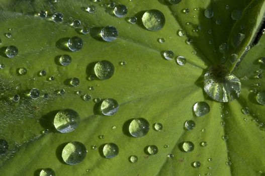 Rain drops on green leaf with vains