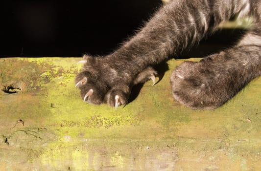 A cat stretches it's claws in a sunny spot