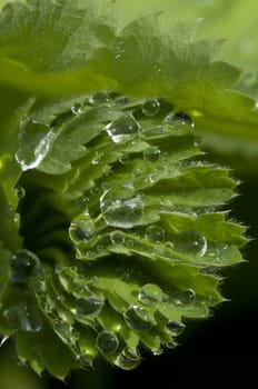 Rain drops on green leaf with vains