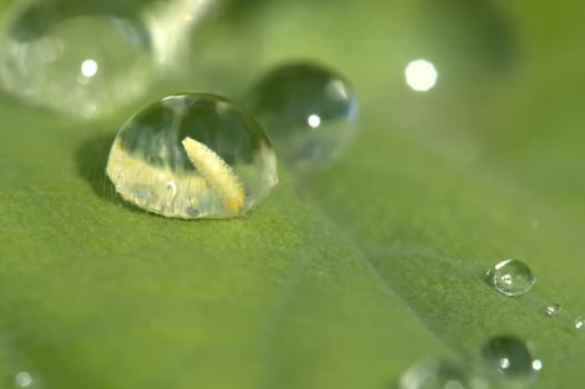 Life in a drop of rain on a green leaf