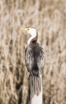 A cormorant sitting on a post. Haumoana Wetlands, Hawke's Bay, New Zealand