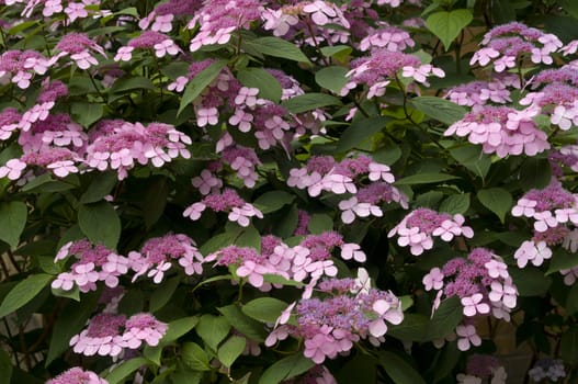 Bush of pink Hydrangea plants in full bloom