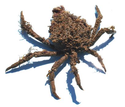 A crab found off Rangitoto Island, New Zealand