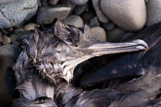 A dead bird washed up after recent storms on the coast of Haumoana, Hawke's bY New Zealand.