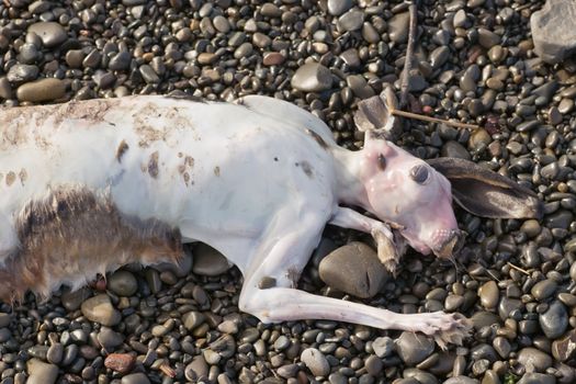 A hare lies on the stones on Haumoana beach after recent floods.