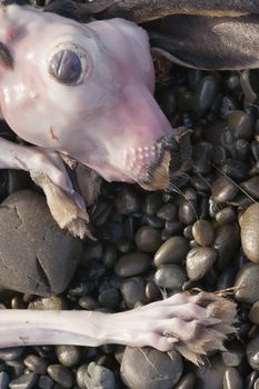 A hare lies on the stones on Haumoana beach after recent floods.