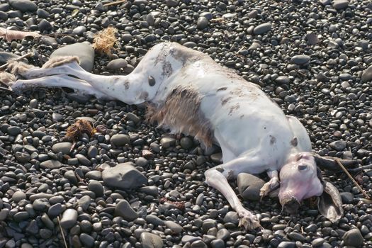 A hare lies on the stones on Haumoana beach after recent floods.