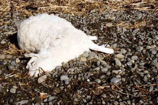 A dead sheep lies on the riverbed where it has been washed up.