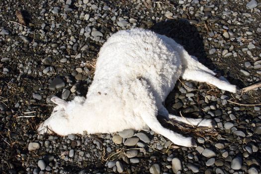 A dead sheep lying on the riverbank