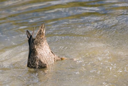 A duck dives for food in a pond - displ;aying it's bum and waterproof feathers