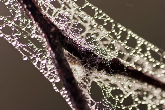 Early morning dew is trapped on a spiderweb and branch. The spider is just visible under the join.