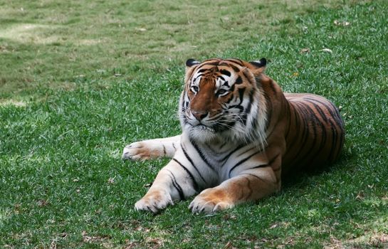 A tiger (Panthera tigris) sits in the shade of a tree. They are apex predators and the largest feline species in the world.