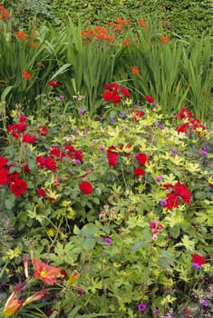 Garden with colorful flowers in full bloom