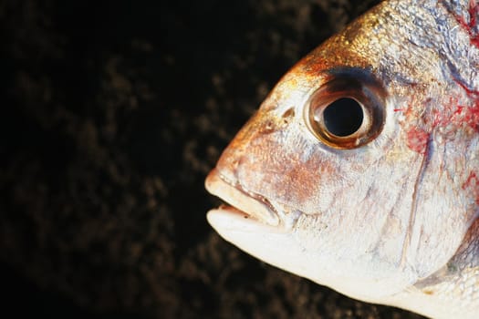 A fish head (Snapper) on a dark background (scoria)