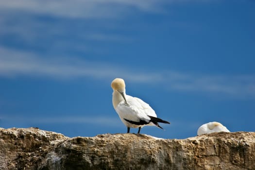 Gannets at Cape Kidnappers Gannet Colony, Hawkes Bay New Zealand. Cape Kidnappers is the largest land based colony in the world.