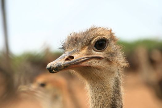 close up shot of an ostrich inside a farm fence
