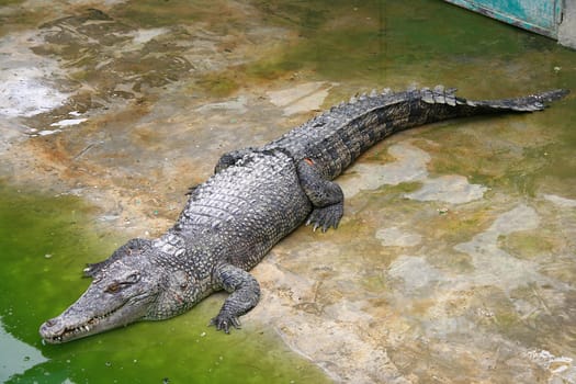 big crocodile in a crocodile farm
