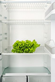 The bunch of green fresh salad lays in an empty refrigerator
