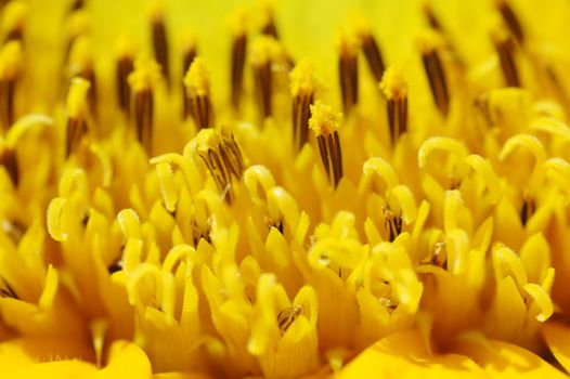 Macro close up shot of sunflower Helianthus annuus