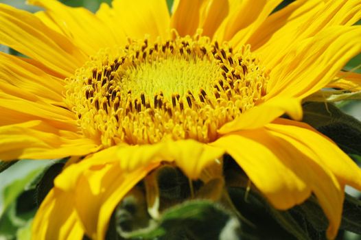 Macro close up shot of sunflower Helianthus annuus