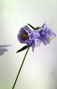 stipe of an aquilegia with lilac blossoms 