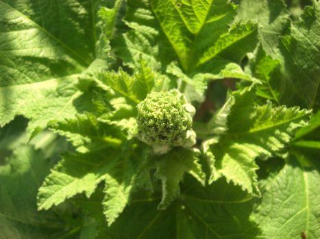 alcea rosea before blooming