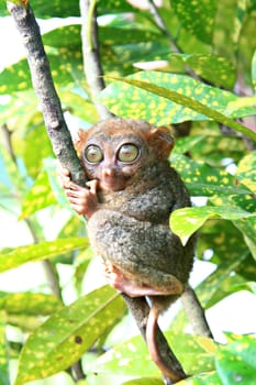 Philippine Tarsier monkey clinging on a tree
