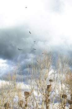 Flock of white storks - Ciconia ciconia - flying over a colony in a stormy day