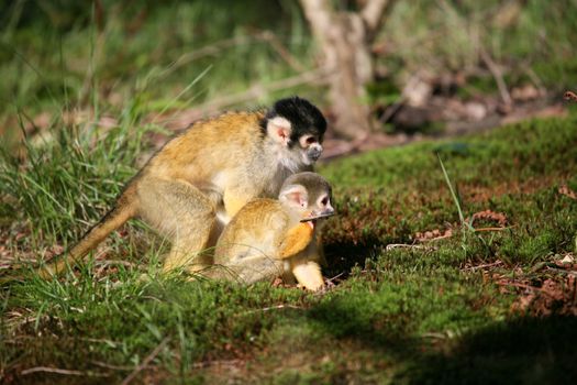 Young squirrelmonkey venturing out with mom