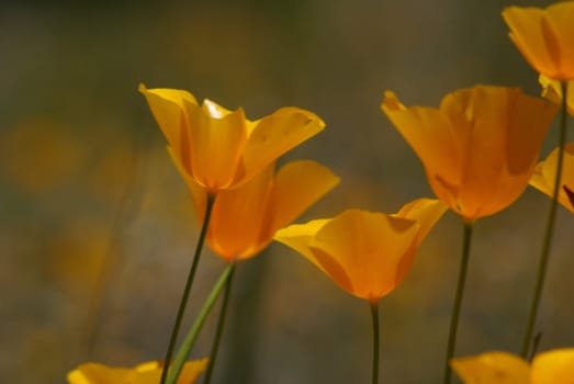 Yellow california poppies with a shallow depth of field.