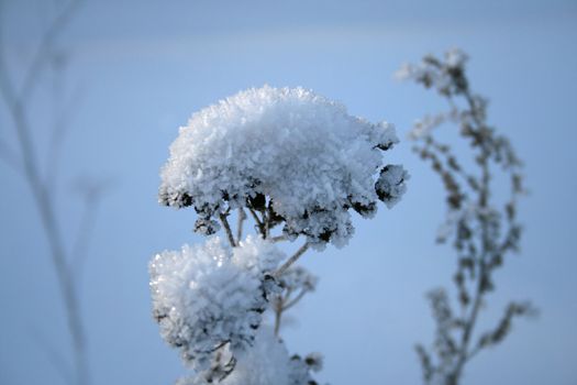 frost plant in winter morning