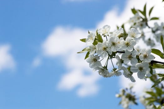 Tree branch with cherry flowers over blue sky background.