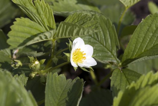 wild strawberry flowers