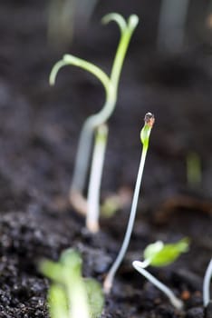 green seedlings growing out of soil