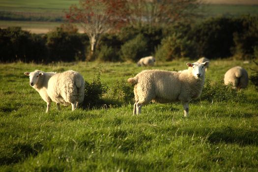 A set of sheep in a green field in Scotland.