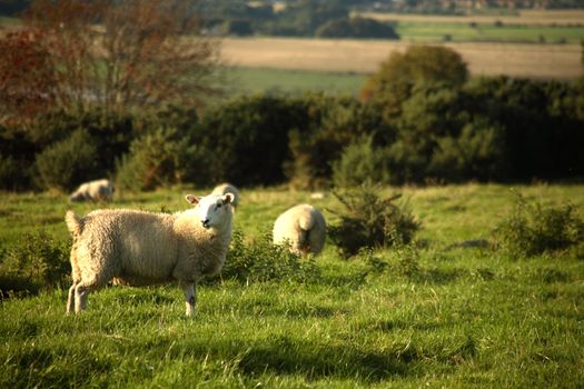 A set of sheep in a green field in Scotland.